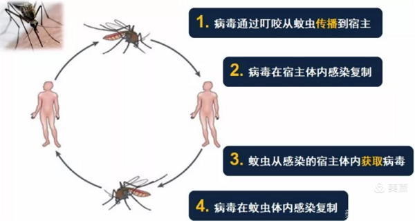 麻烦制造者（三）：病毒没有腿，如何游世界？