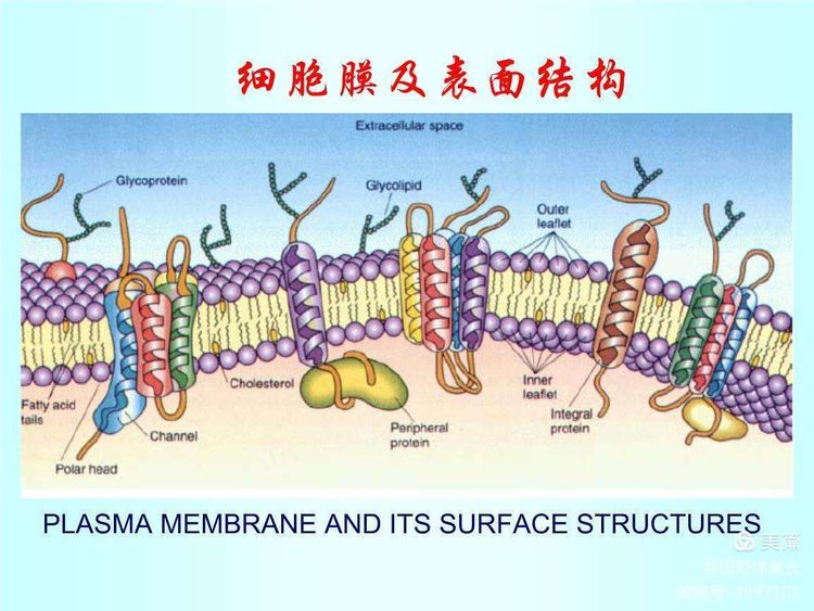 麻烦制造者（五）病毒的跨种属传播是啥意思？