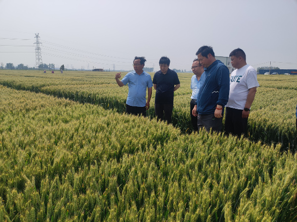 市科协到河南科技学院小麦遗传育种改良研究中心调研