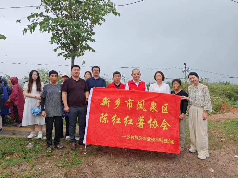 新乡凤泉区科协开展“乡村振兴 甘薯先行”活动
