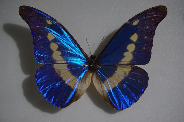 image006