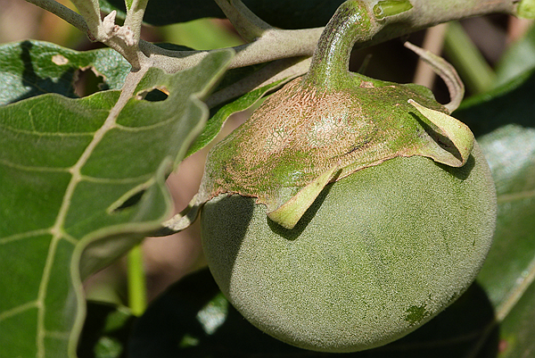 image003